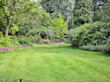 A lush garden with a well-maintained green lawn surrounded by various trees and shrubs. There are colorful flowers and dense foliage creating a serene and vibrant atmosphere. A small, young tree stands in the center, and a rock-bordered area adds texture to the scene.