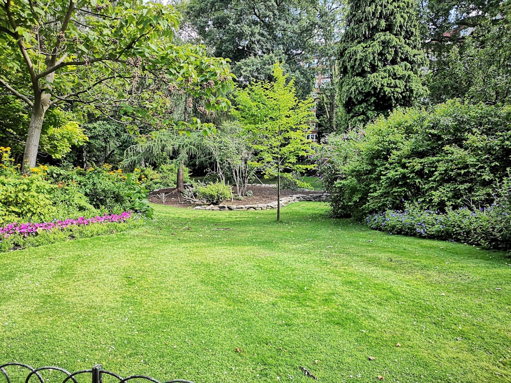 campo di erba verde con alberi