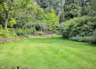 green grass field with trees