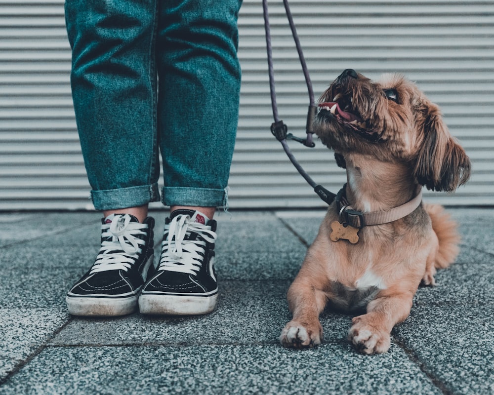 Brauner Hund mit kurzem Mantel in blauer Jeans und schwarz-weißem Converse All Star High