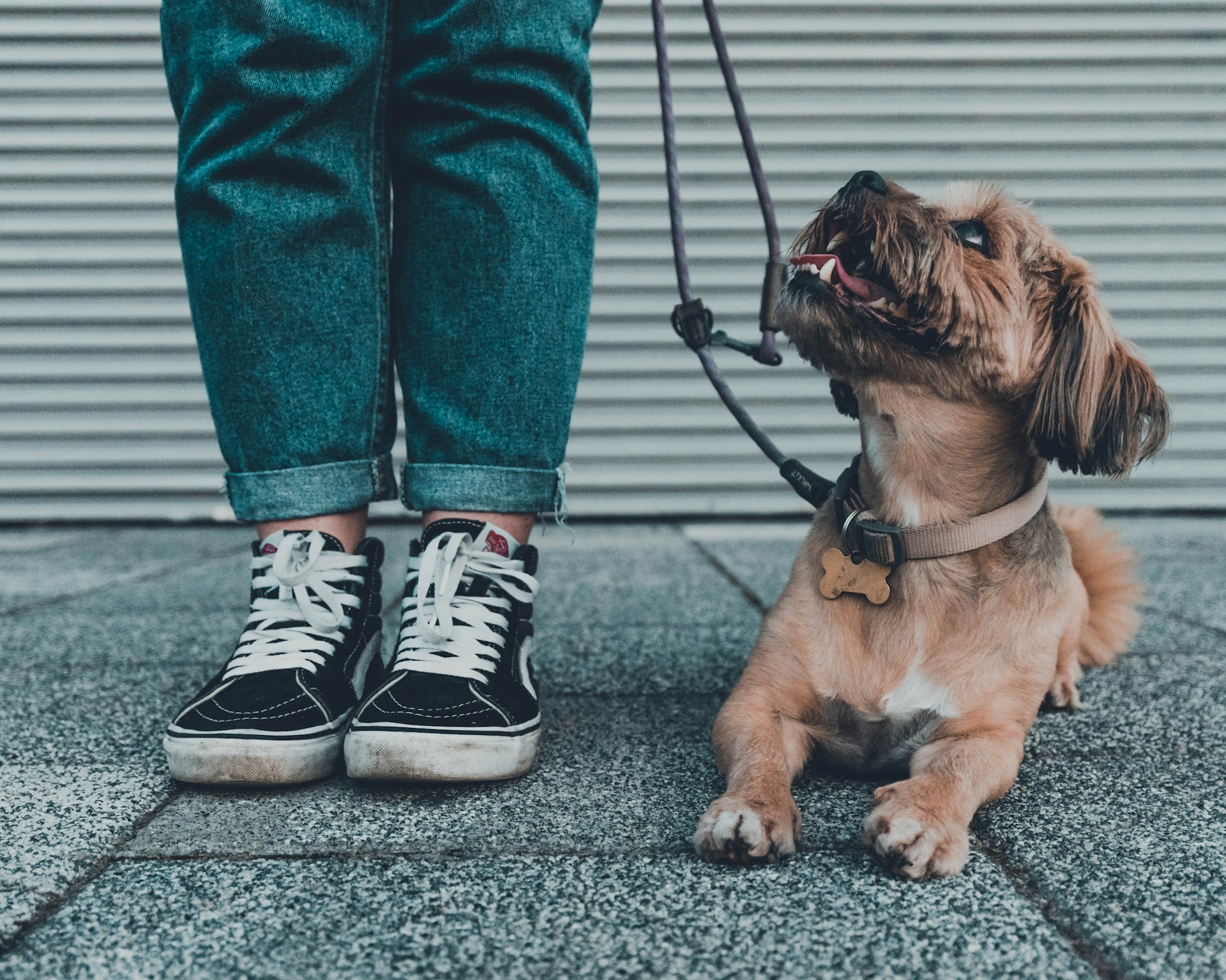brown short coated dog wearing blue denim jeans and black and white converse all star high