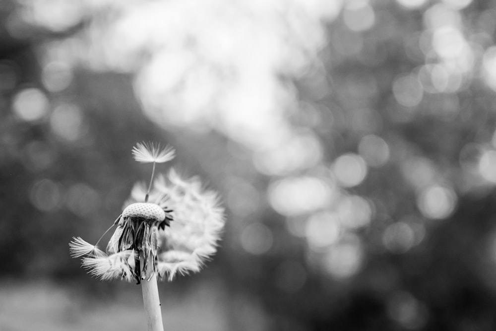 grayscale photo of dandelion flower