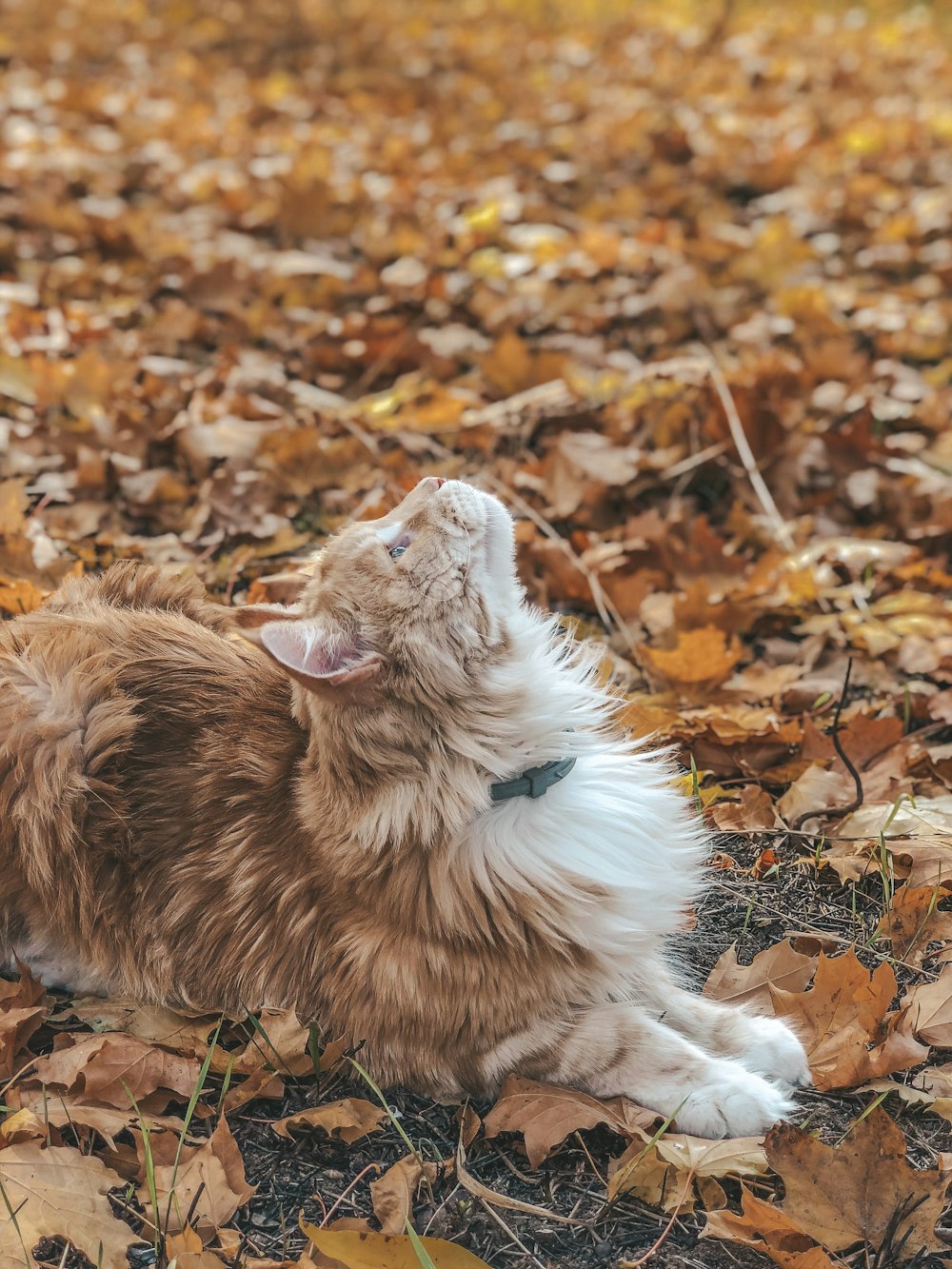 brown and white long coated dog lying on brown leaves