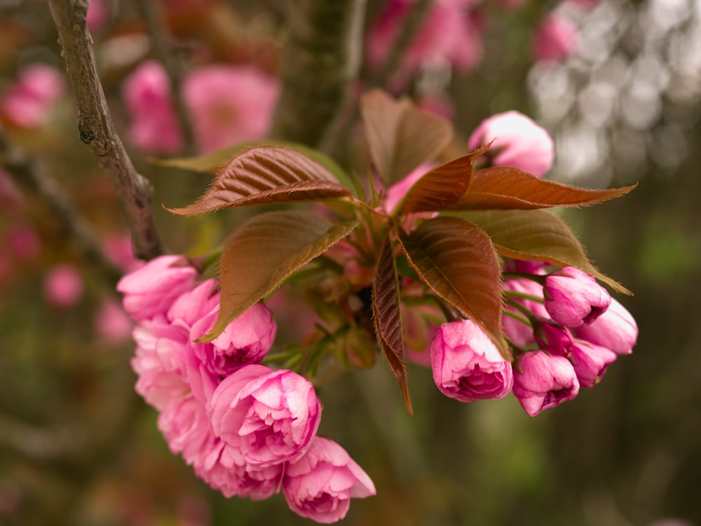 pink flower with green leaves