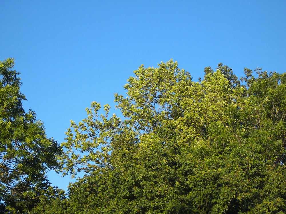 green tree under blue sky during daytime