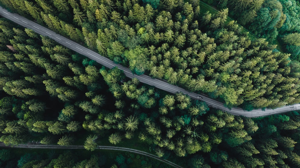 aerial view of green trees