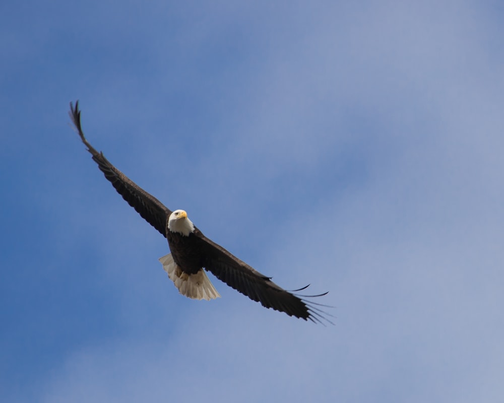 águila marrón y blanca volando bajo el cielo azul durante el día