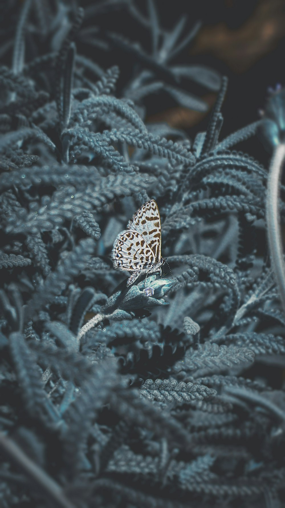 brown and black butterfly on green plant