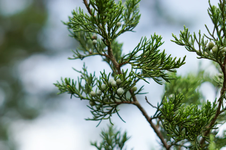 The image shows a close-up view of a branch from a pine tree, with its green needles and buds clearly visible against a blurred background. The perspective is from below, looking up at the branch, which adds depth to the scene. The colors in the image are predominantly green, reflecting the natural environment of the pine tree.