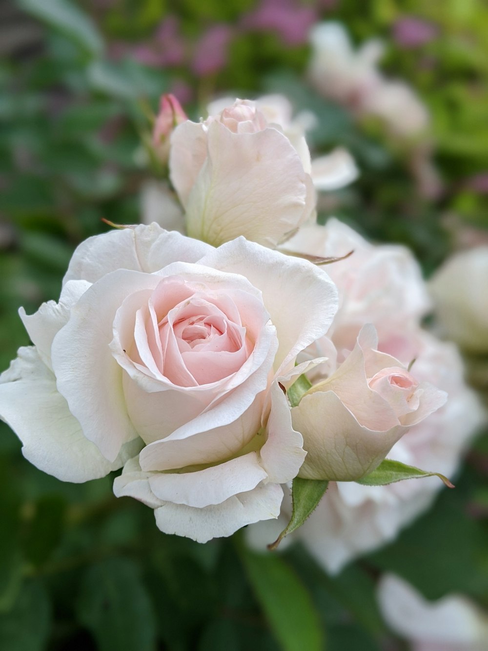 rosa e rosa branca em flor durante o dia