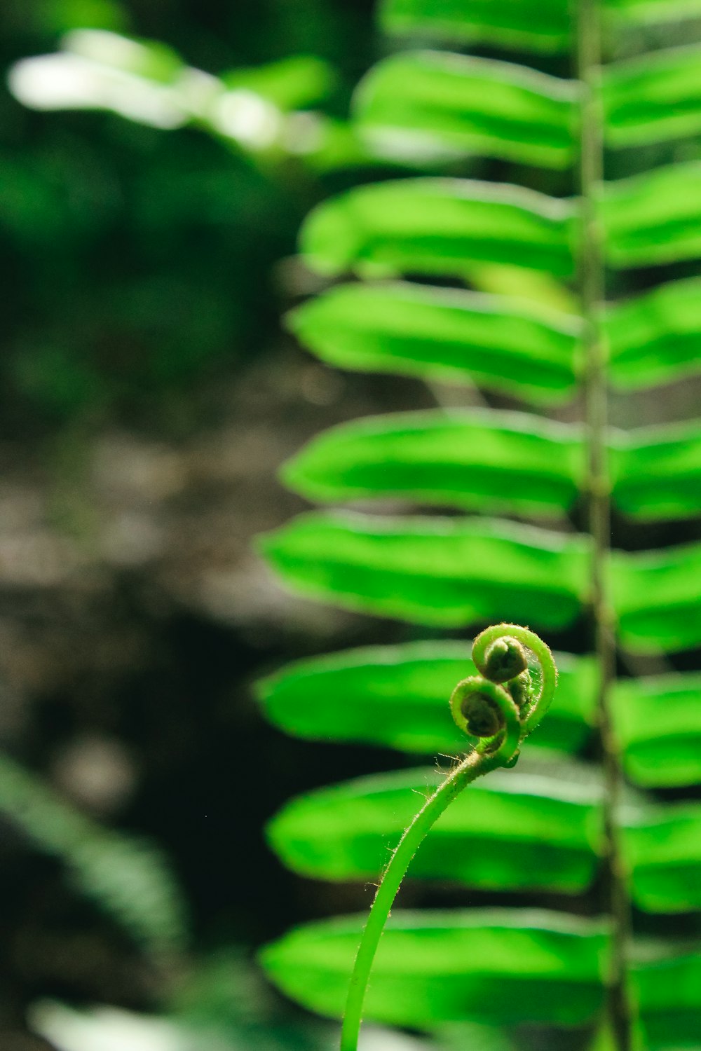 pianta di felce verde in fotografia ravvicinata