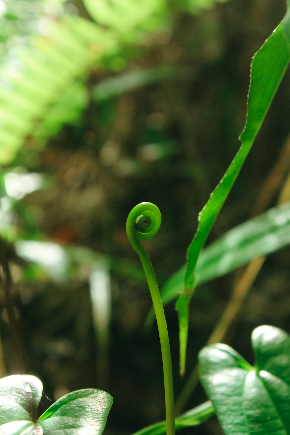 green plant stem with water droplets