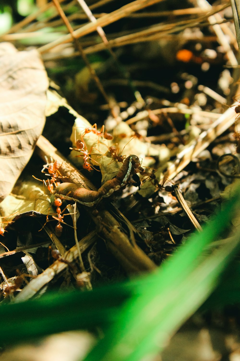 brown ant on brown wood