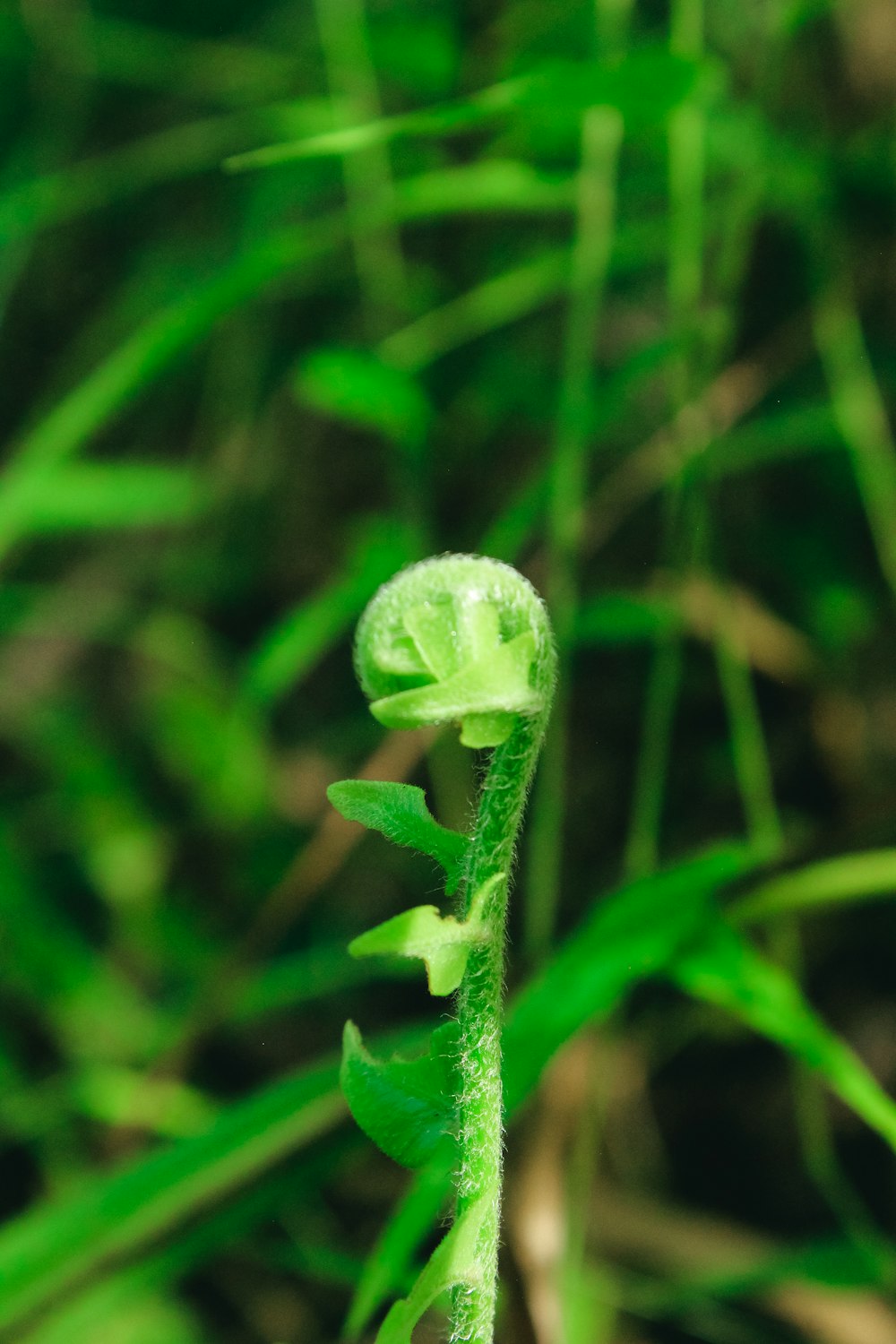 pianta a foglia verde con goccioline d'acqua