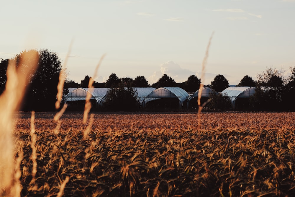 brown grass field during daytime