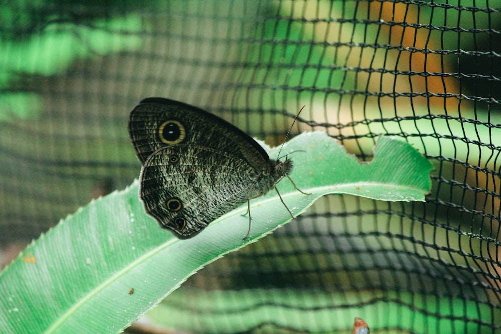 black and white butterfly on green leaf