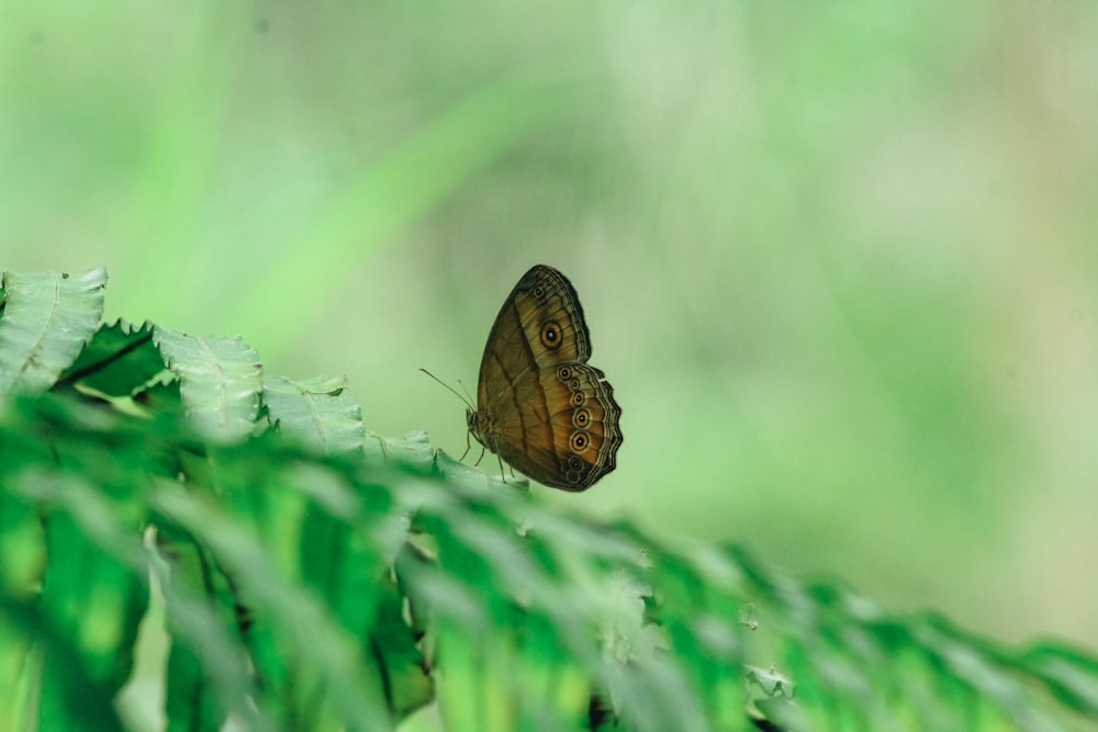 brown butterfly perched on green leaf in close up photography during daytime