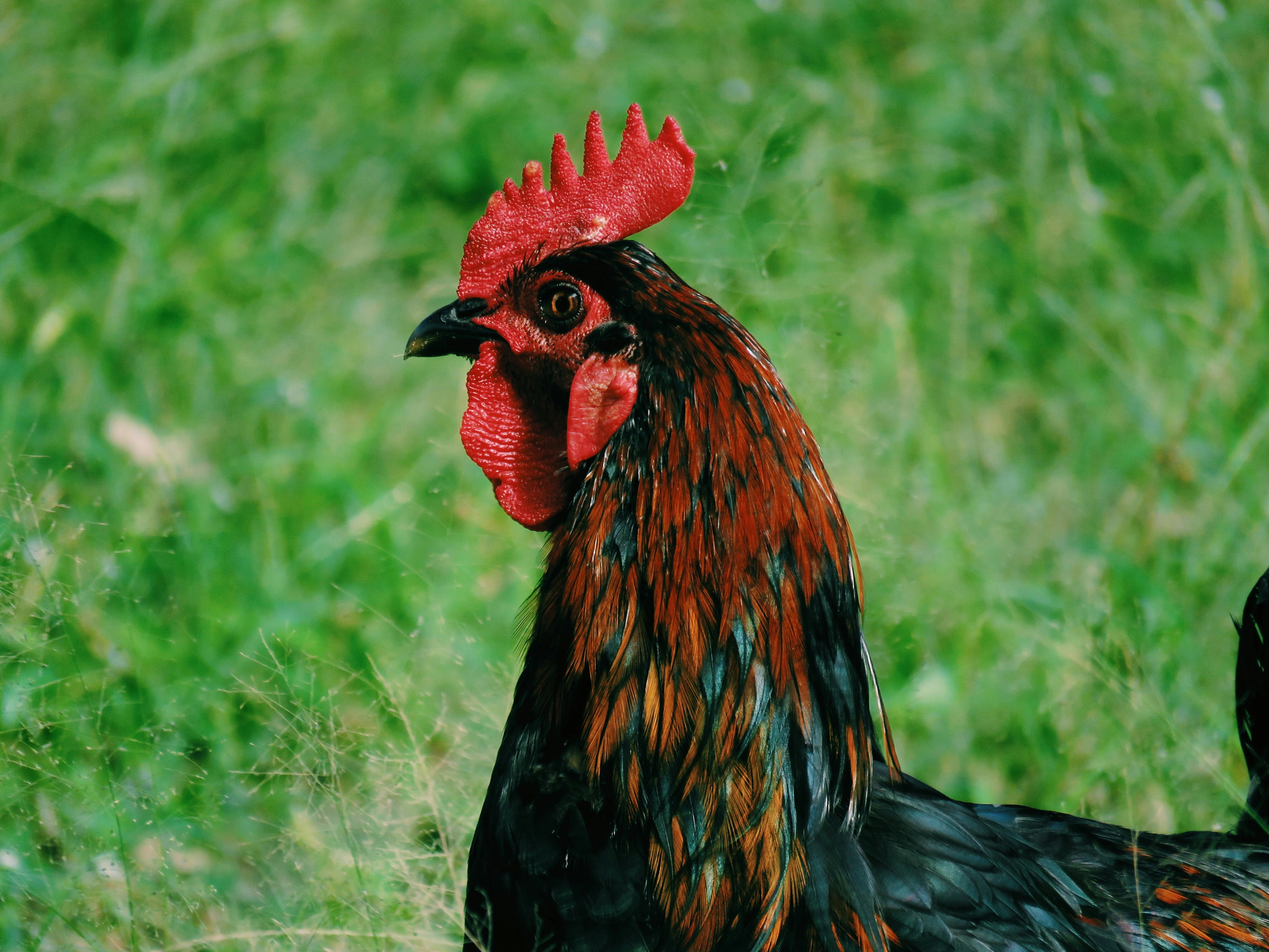 Gallo rojo y negro en la hierba verde durante el día