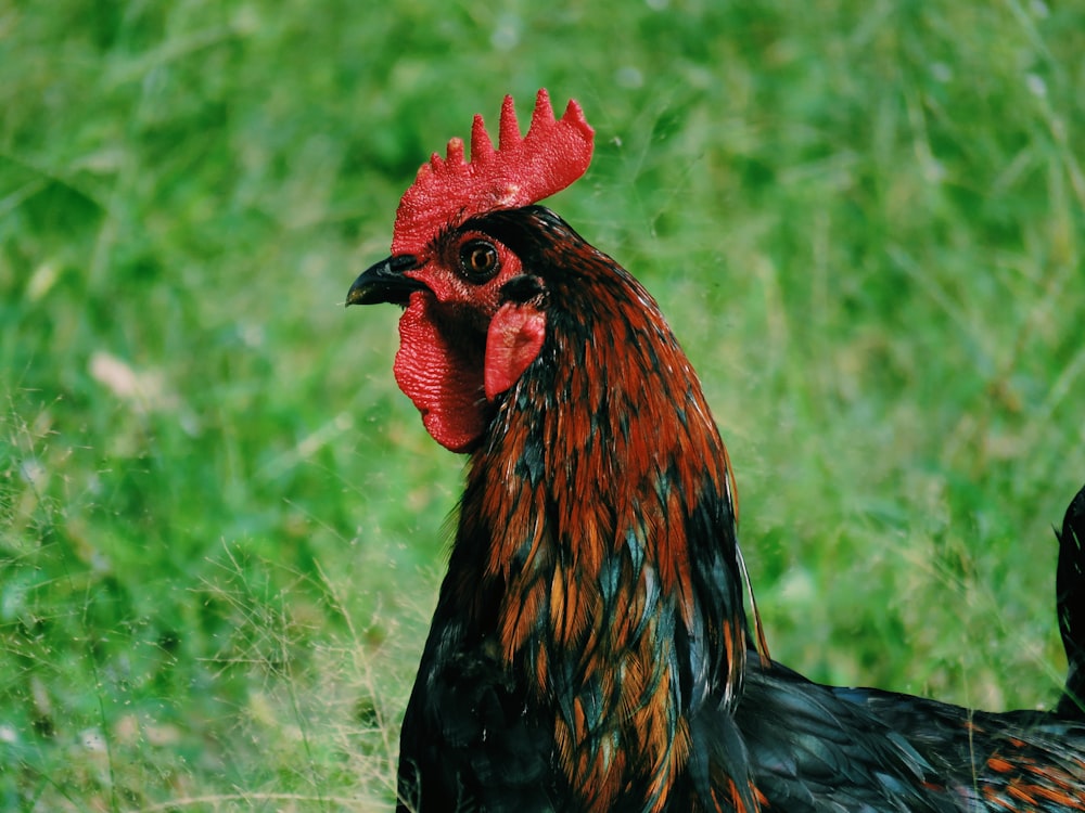red and black rooster on green grass during daytime