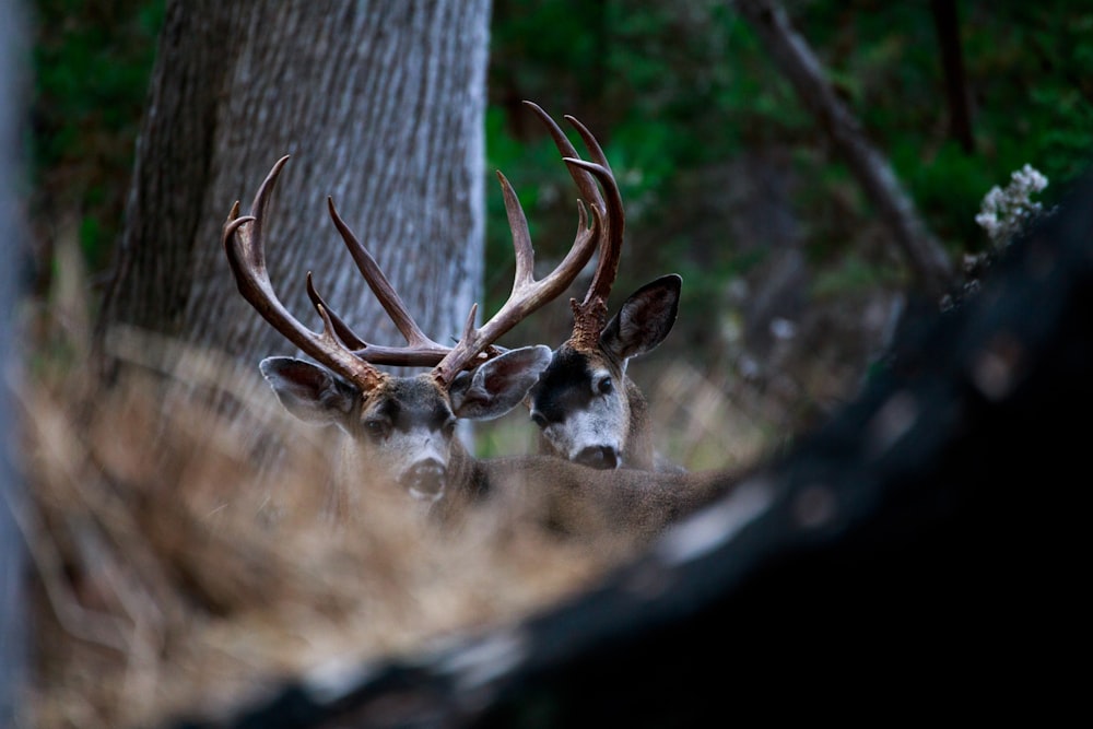 brown deer in close up photography