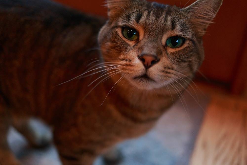 chat tigré brun sur textile blanc