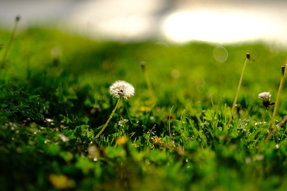 white dandelion in green grass field during daytime