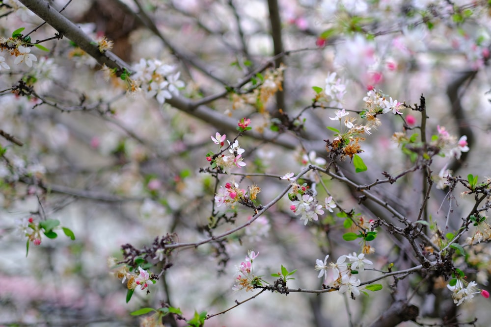 pink and white flowers on tree branch