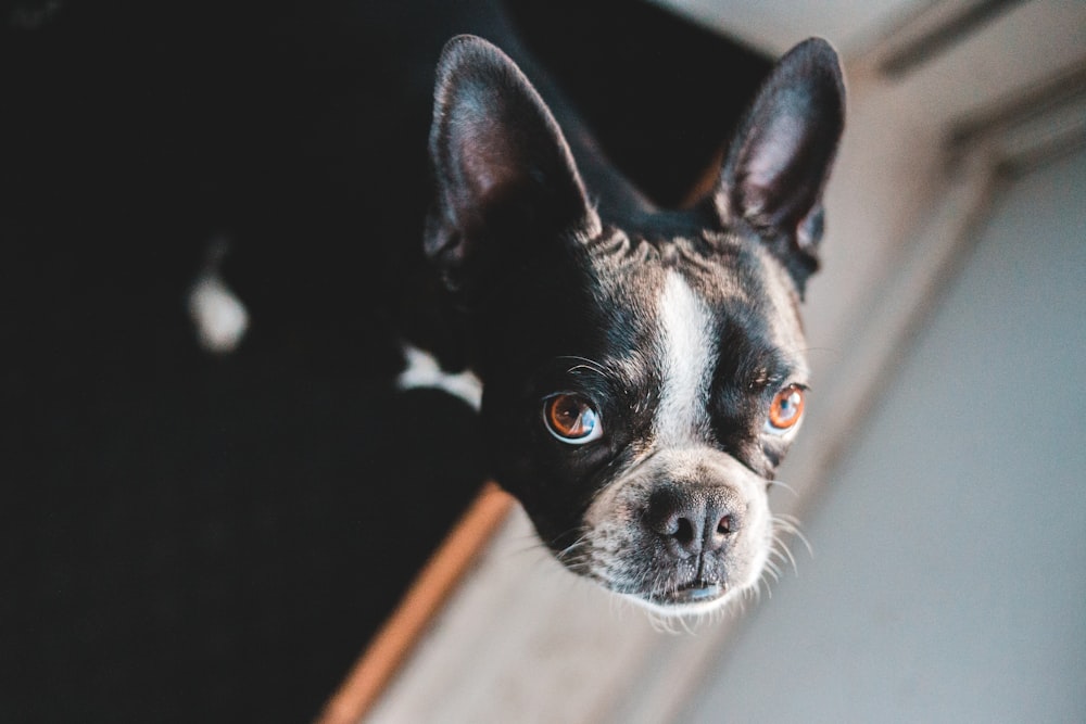 black and white short coated dog