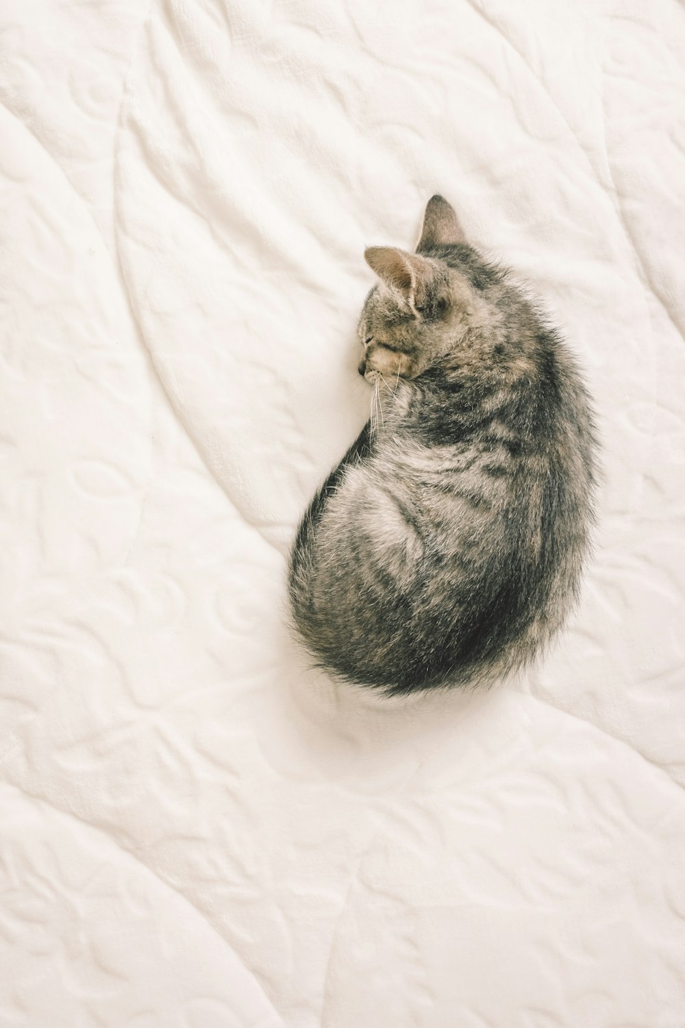 brown tabby cat lying on white textile