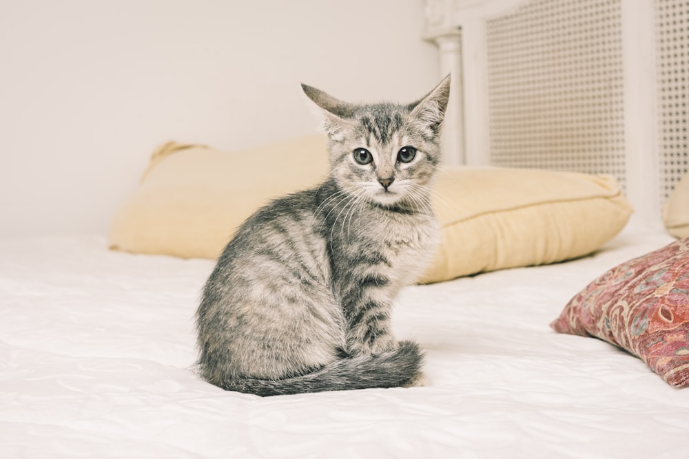 silver tabby cat on white bed