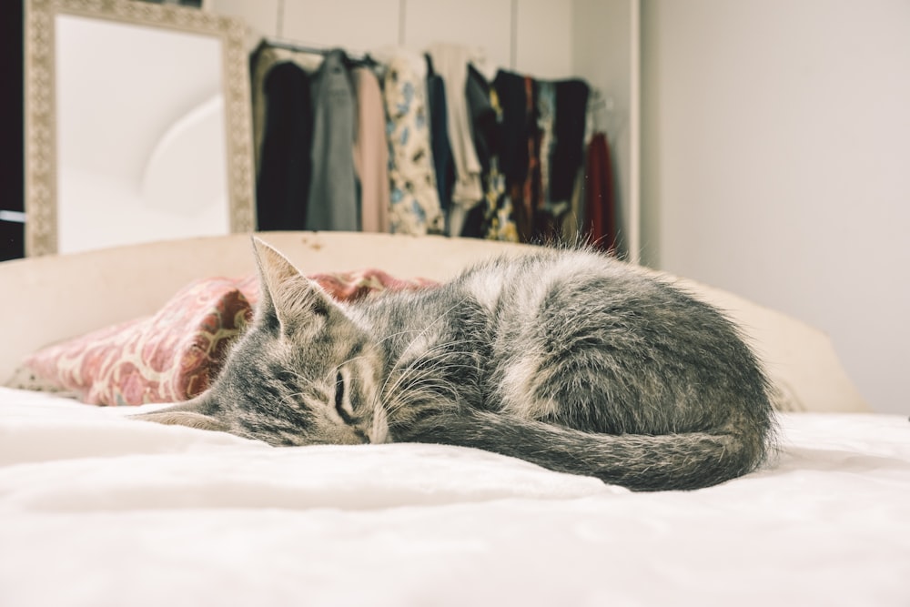 silver tabby cat lying on white textile