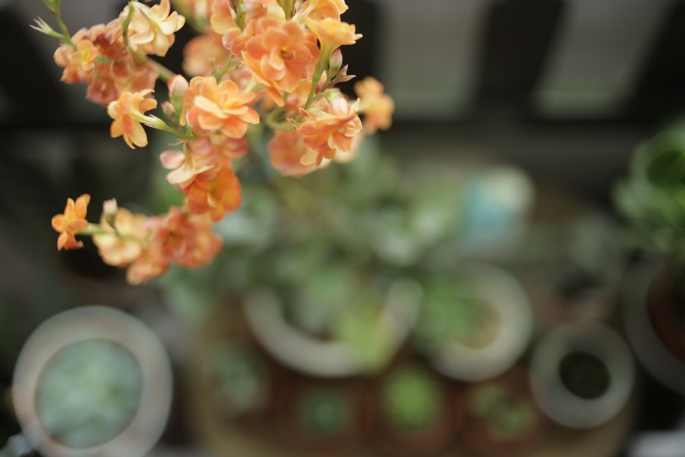 yellow and red flowers in tilt shift lens