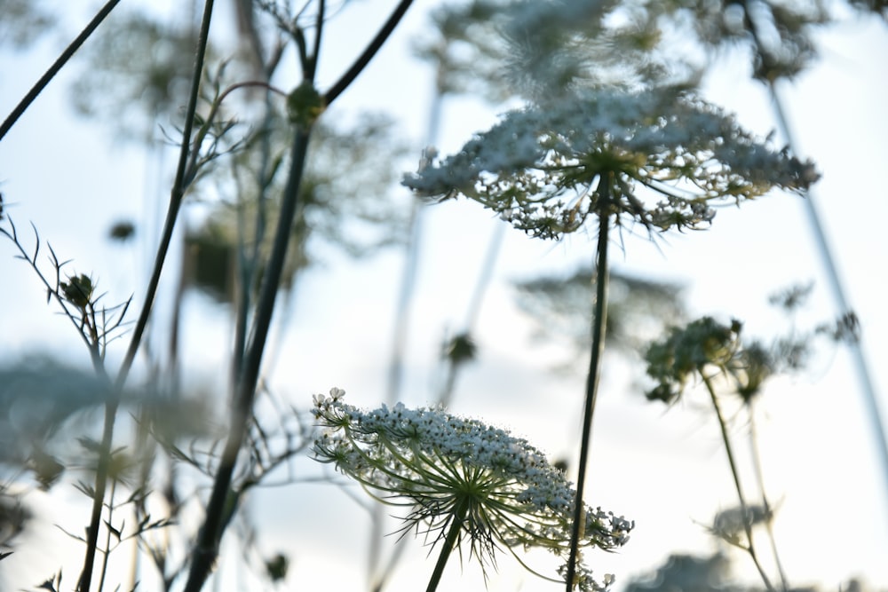 green and white plant during daytime