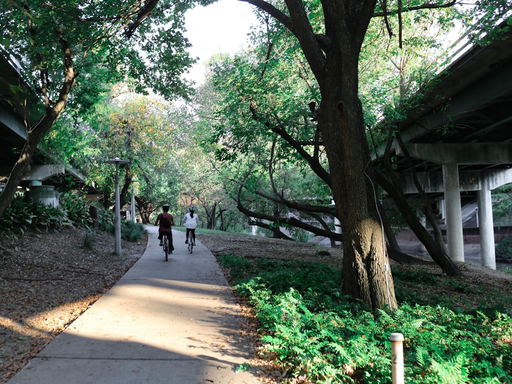 people walking on pathway between trees during daytime