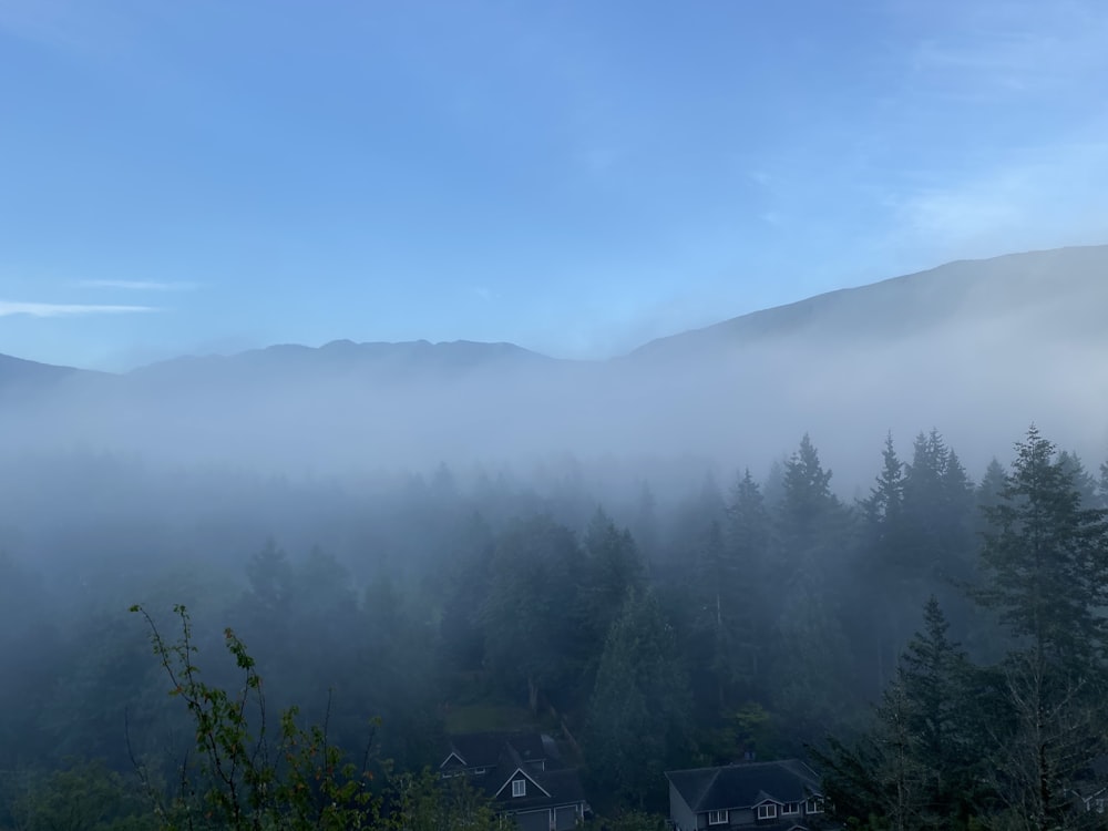 green trees on mountain under blue sky during daytime