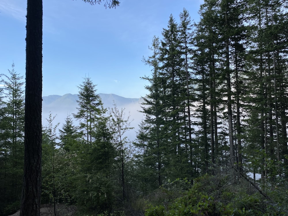 green pine trees under blue sky during daytime