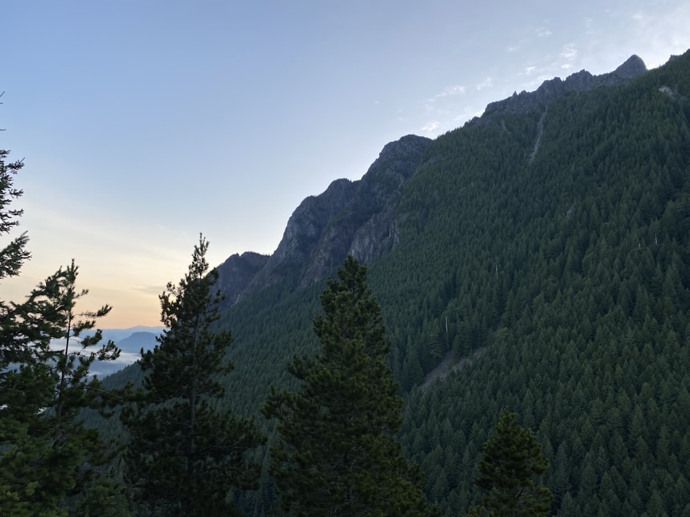 green trees on mountain during daytime