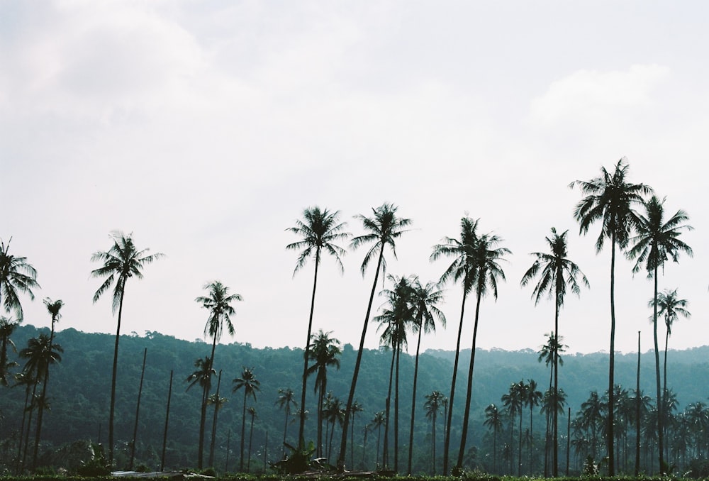 green coconut palm trees under white sky during daytime