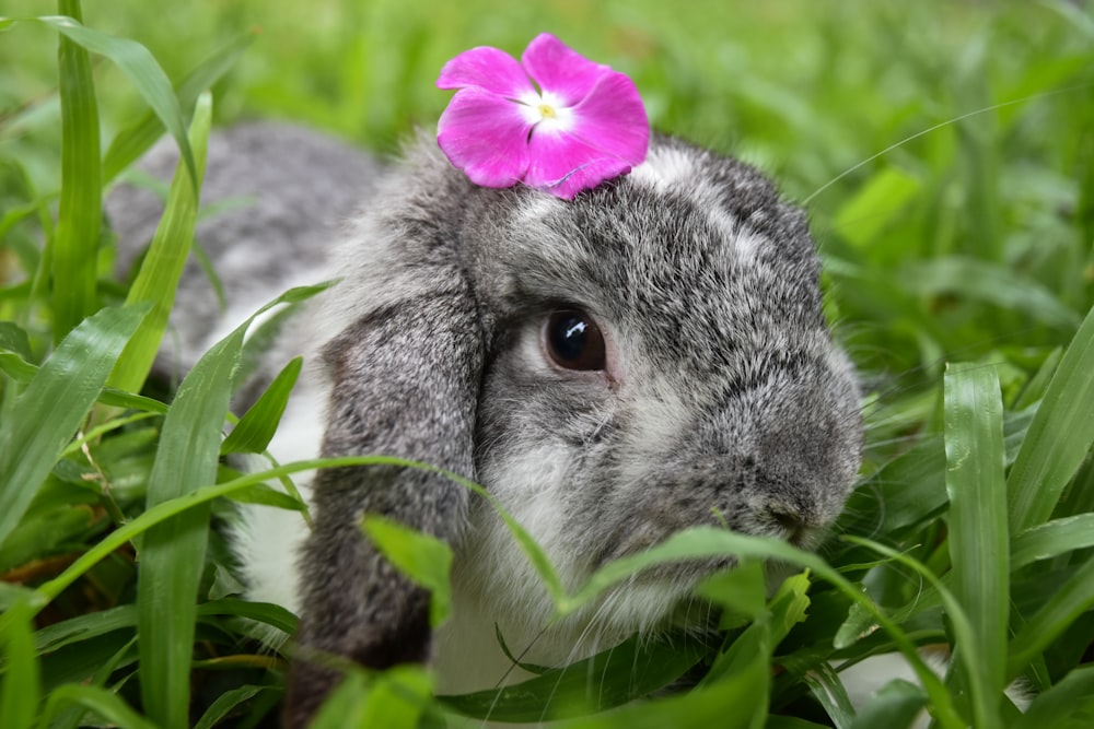 conejo gris y blanco sobre hierba verde durante el día