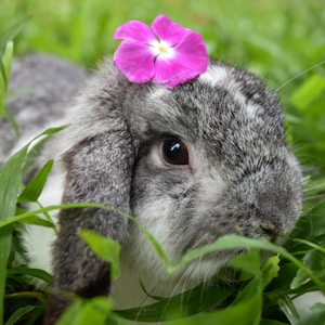 gray and white rabbit on green grass during daytime