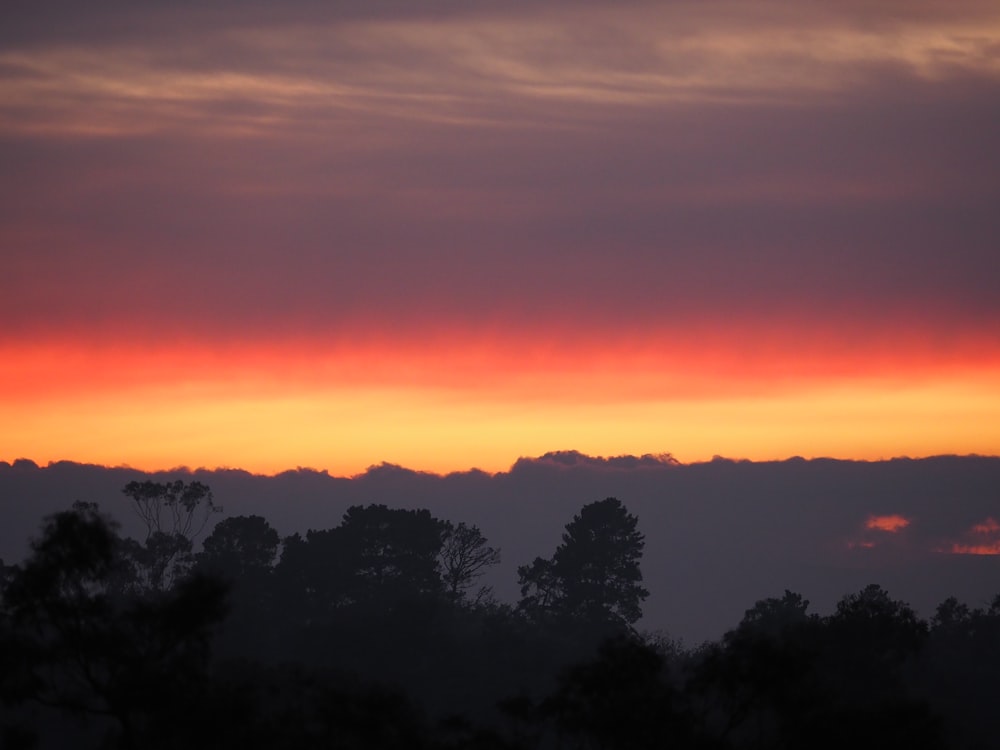 silhouette of trees during sunset