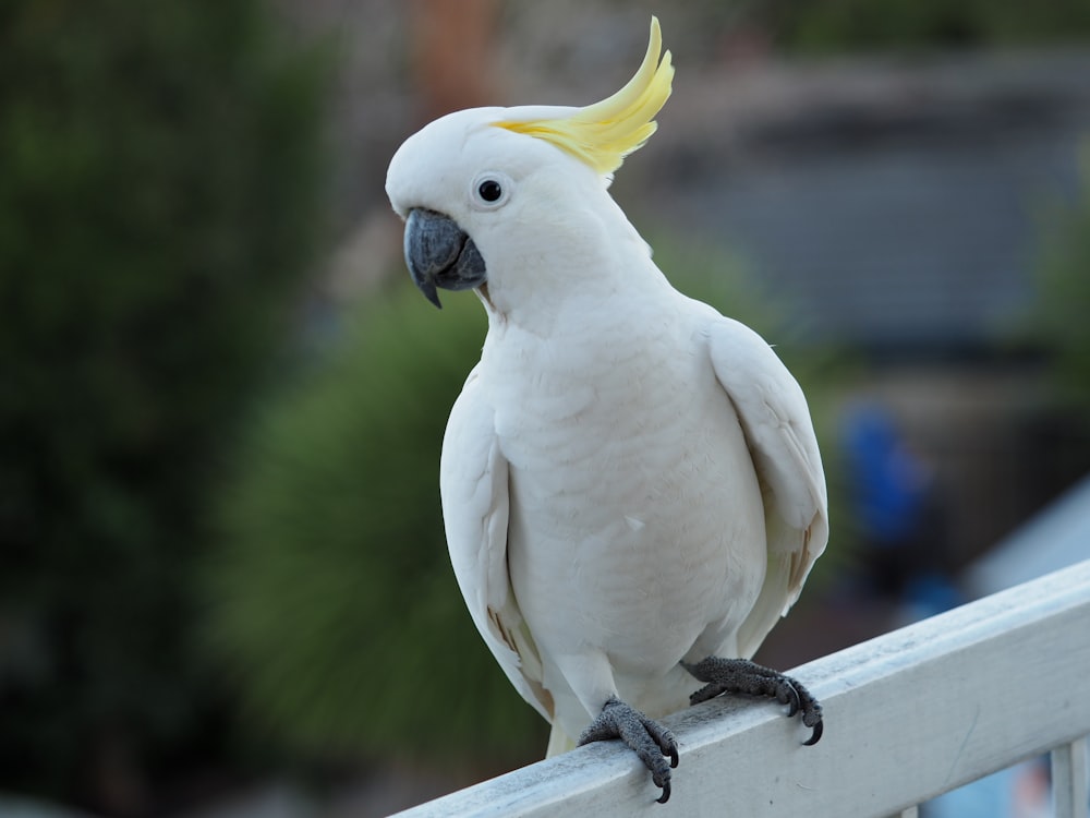 pájaro blanco sobre barra de metal negro