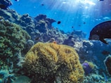 brown coral reef in aquarium
