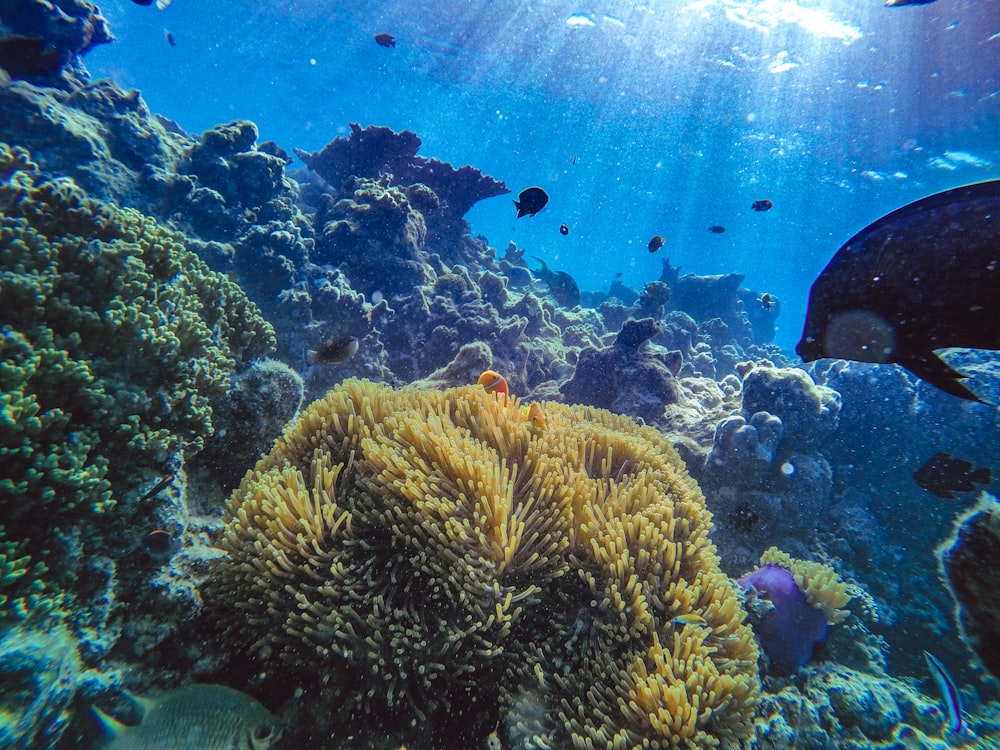 brown coral reef in aquarium