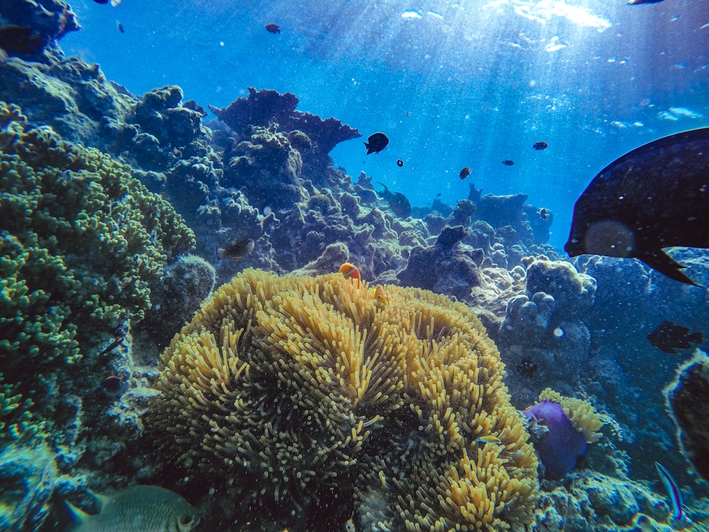 Braunes Korallenriff im Aquarium