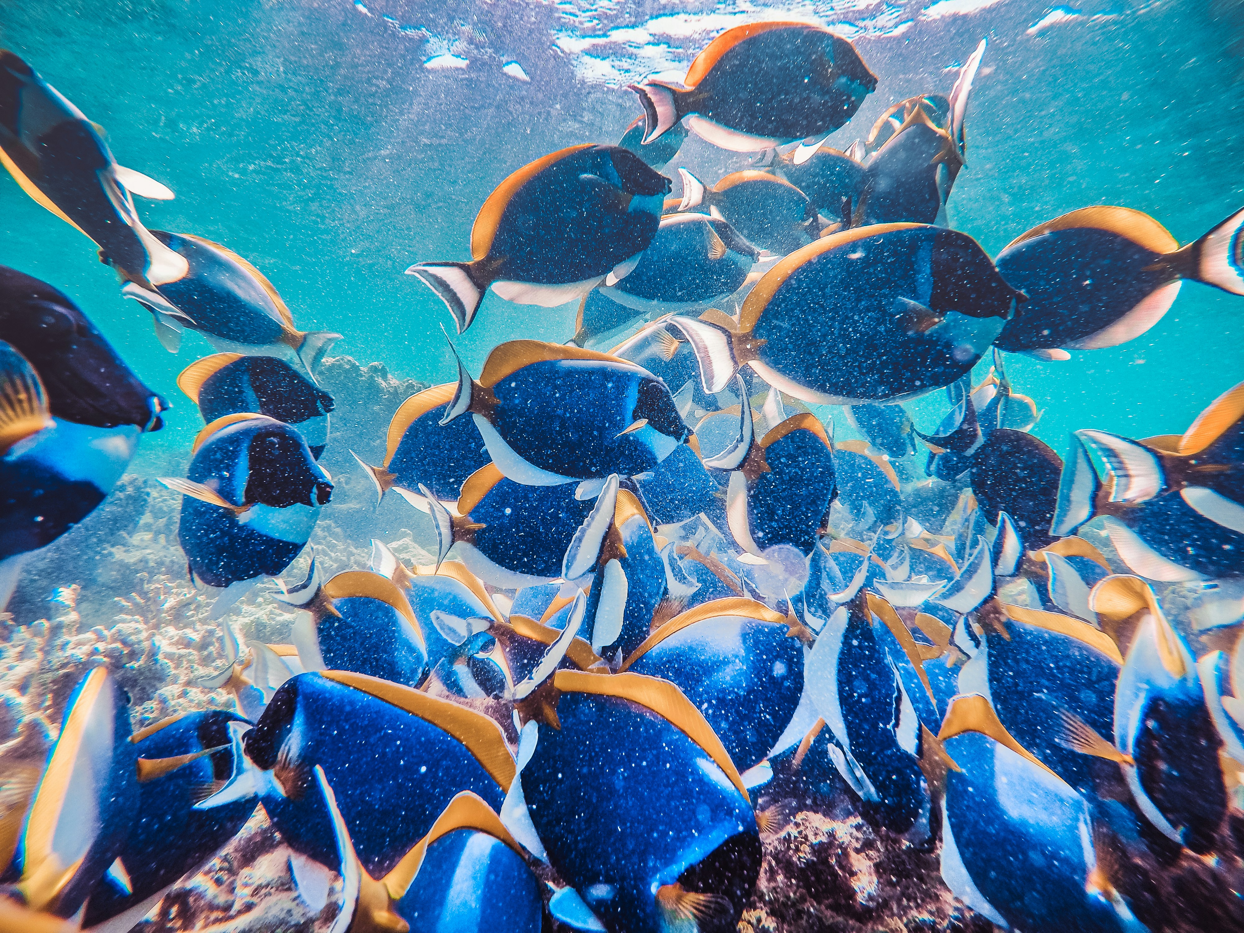 ikan biru dan kuning di dalam air