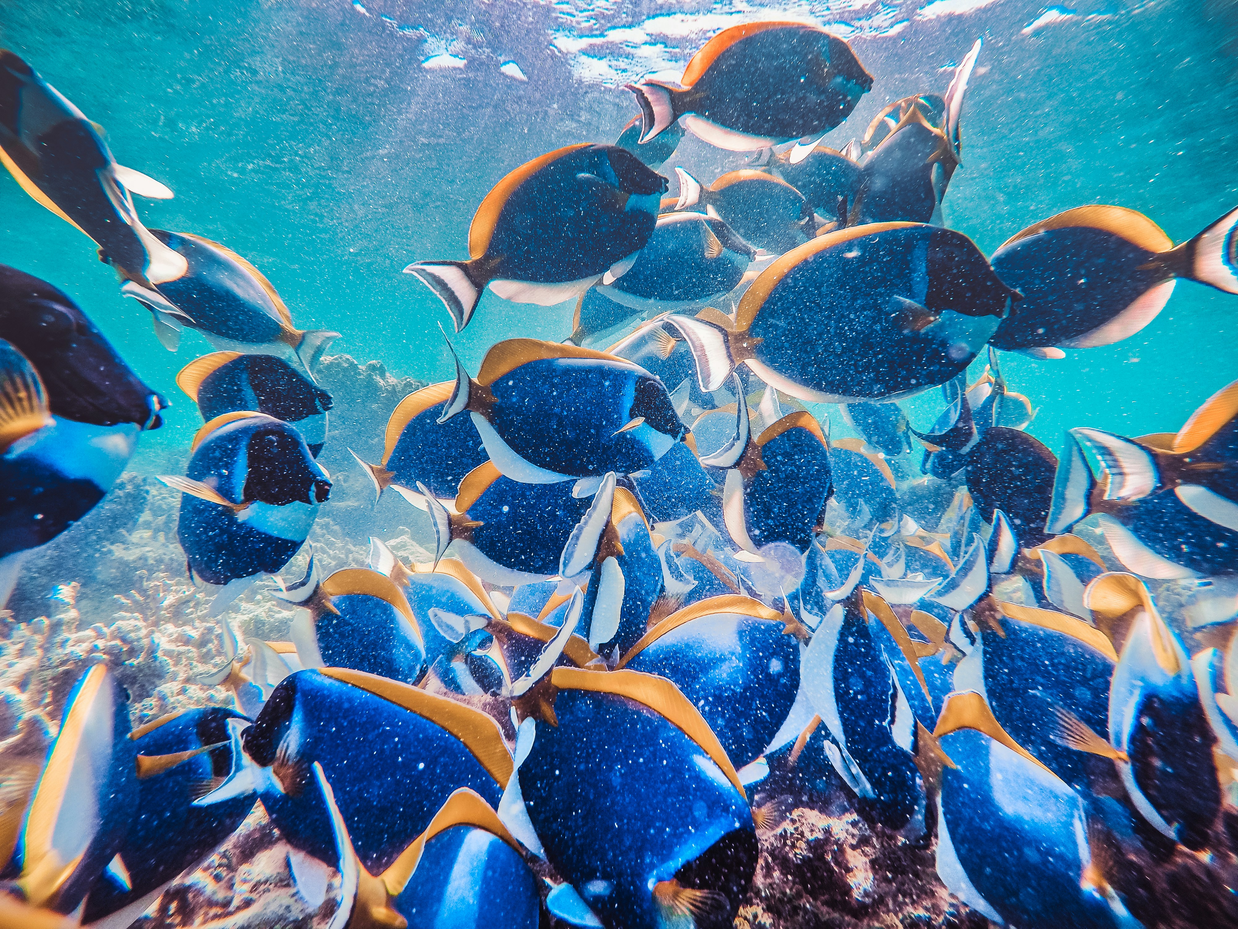blue and yellow fishes in water