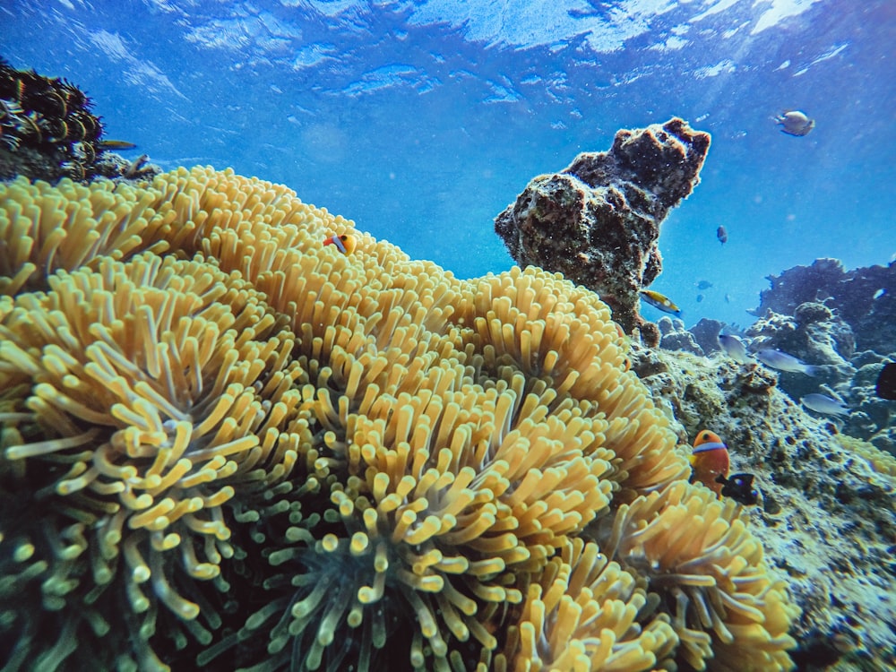 brown coral reef under water