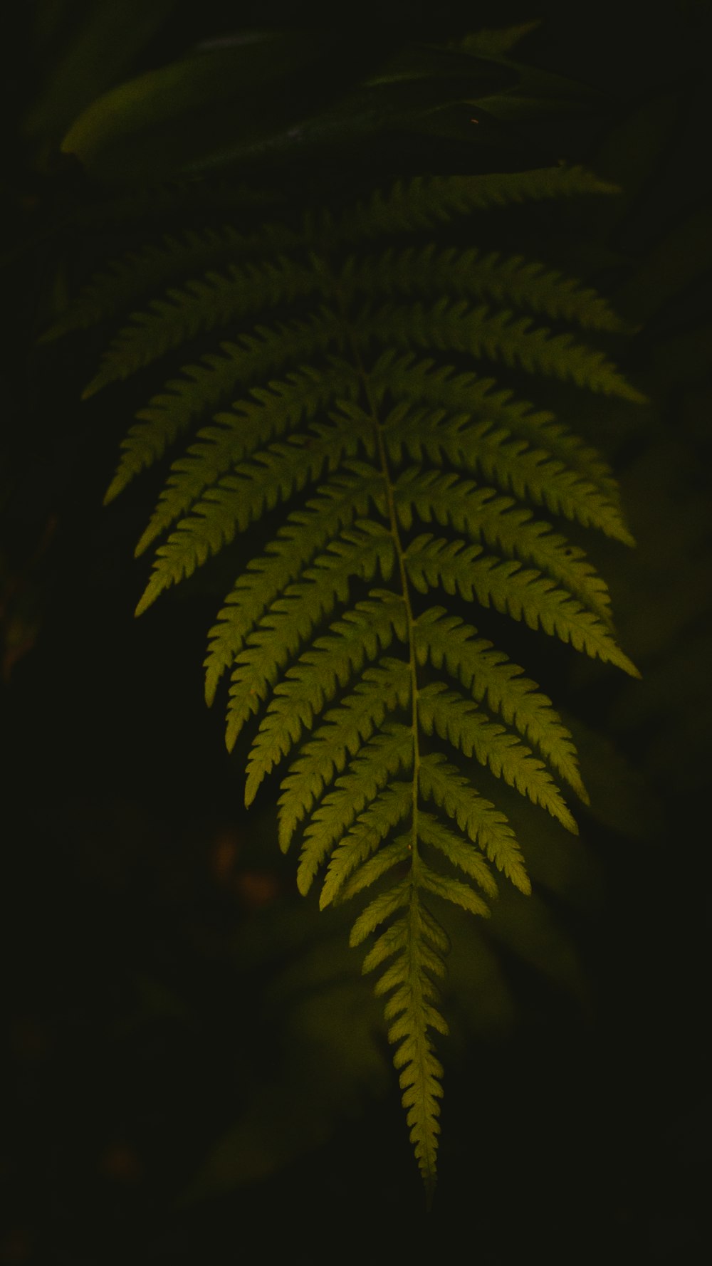 green fern plant in dark room