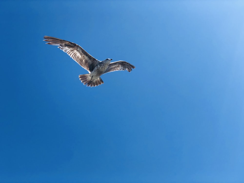 Gabbiano becconero che vola sotto il cielo blu durante il giorno